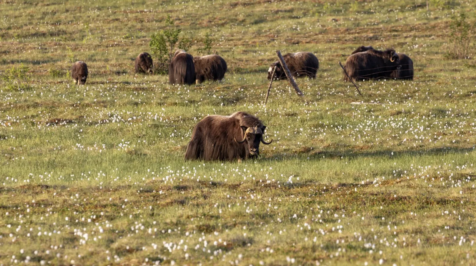 «Discover Yamal» Туроператор на Ямале — фото 6
